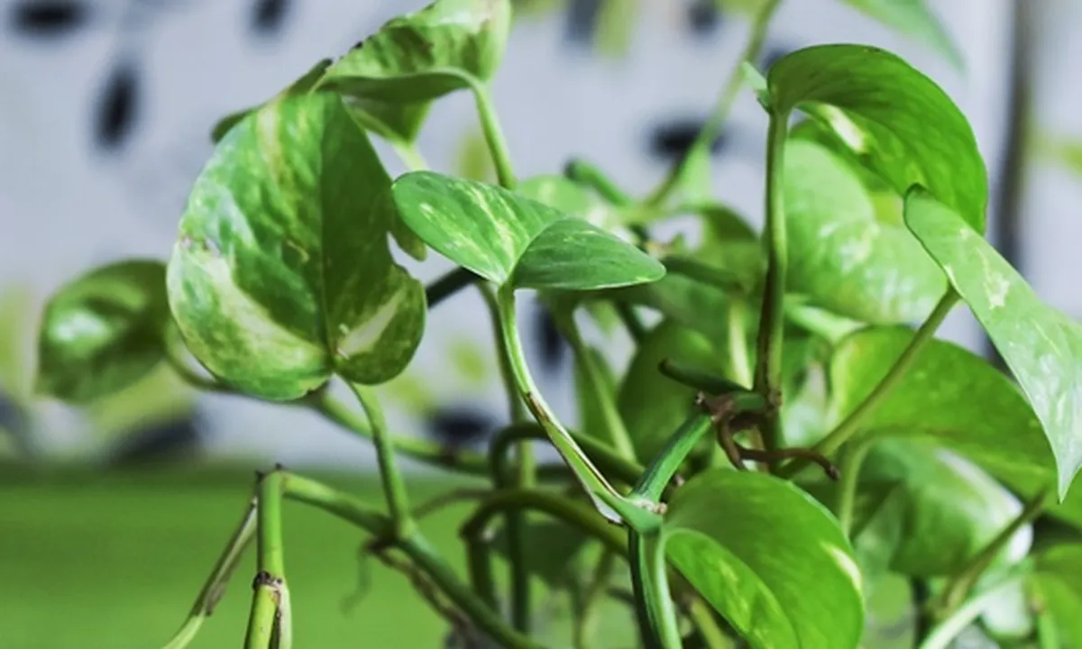 7 Jenis Daun untuk Obat Herbal, Berkhasiat Bagi Kesehatan Tubuh
