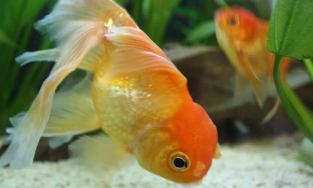 7 Jenis Ikan Mas Koki Tercantik yang Cocok untuk Akuarium