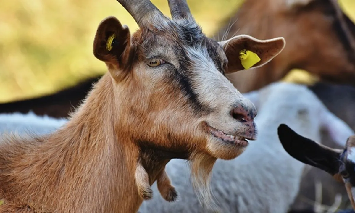 7 Jenis Kambing Unggulan yang Cocok Jadi Peliharaan - Hewan Kurban