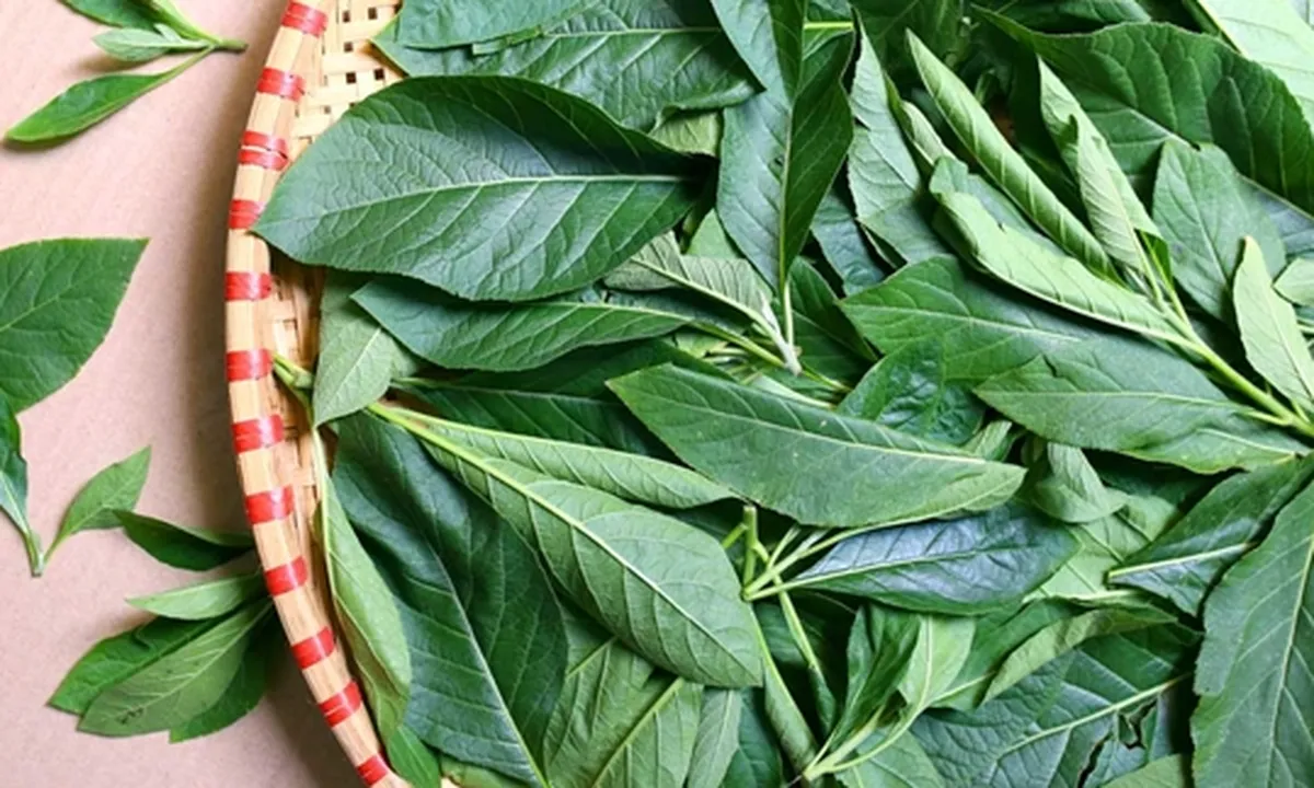 7 Manfaat Daun Afrika untuk Kesehatan Tubuh, Obat Flu - Cerahkan Kulit