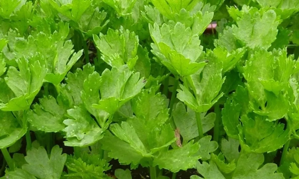 7 Manfaat Daun Seledri untuk Kesehatan, Bisa Turunkan Gula Darah