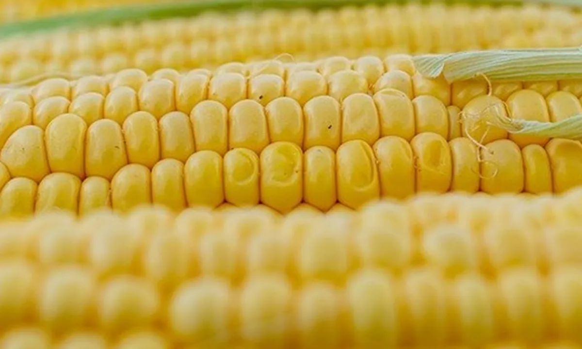 7 Manfaat Jagung Manis untuk Kesehatan, Bisa Menyehatkan Jantung