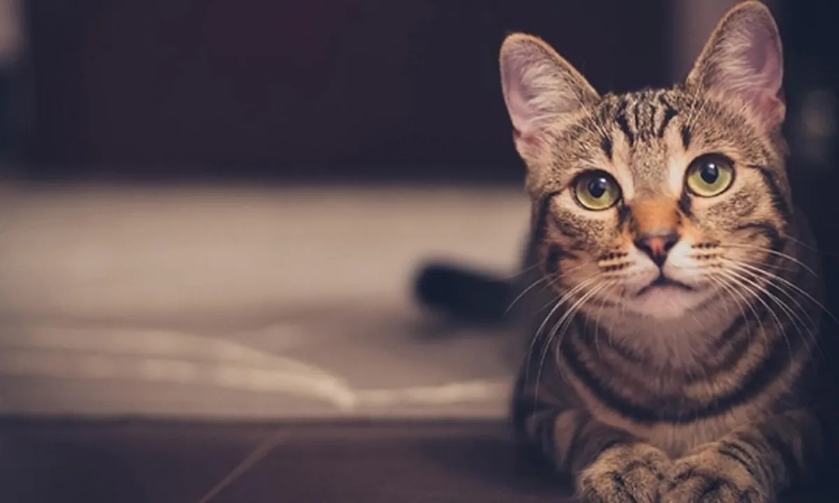 7 Manfaat Memelihara Kucing, Dapat Hilangkan Stres dan Cegah Penyakit Jantung