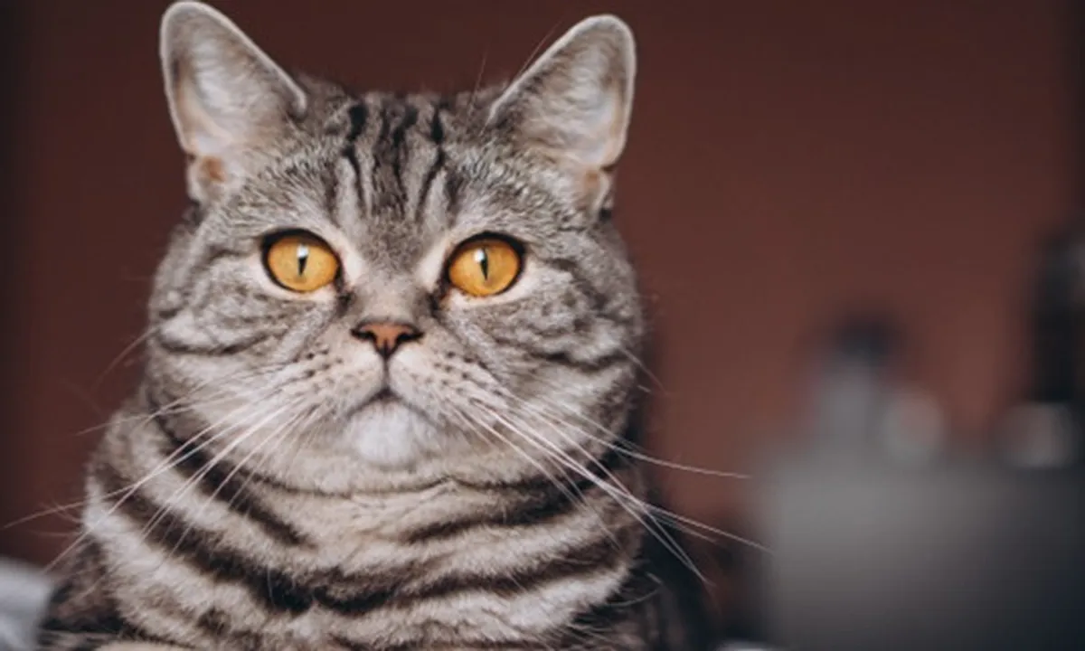 7 Mitos Tentang Kucing yang Paling Populer dan Diyakini Banyak Orang