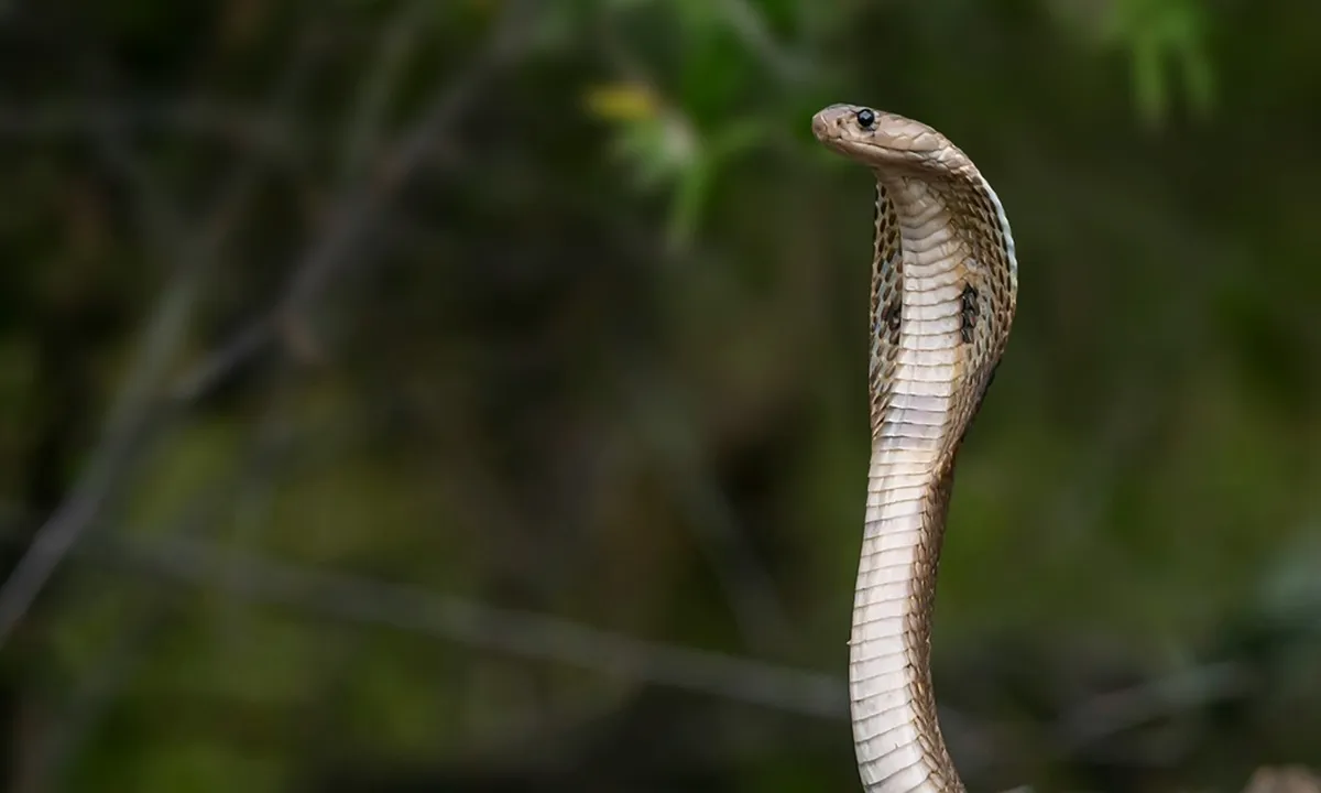 8 Arti Mimpi Dipatok Ular Menurut Primbon Jawa, Bisa Jadi Pertanda Baik atau Buruk