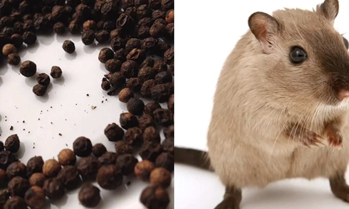 8 Binatang Ini Dapat Diusir dengan Cara Alami, Tikus - Kecoak