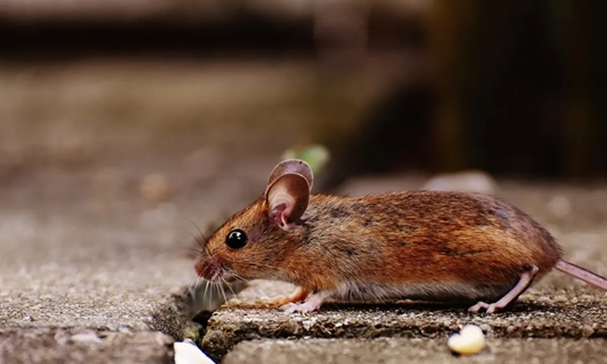 8 Cara Ampuh Basmi Tikus di Rumah, Pakai Bahan Alami dan Praktis