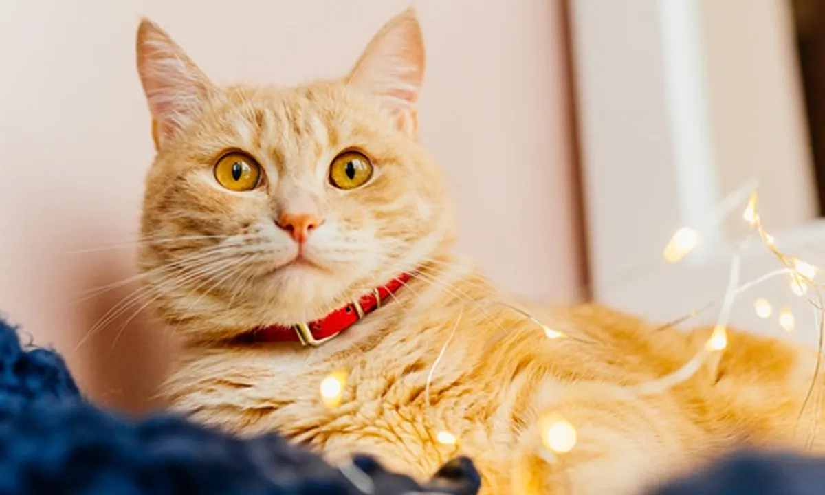 8 Cara Merawat Kucing Kesayangan Bagi Pemula, Mudah Dilakukan