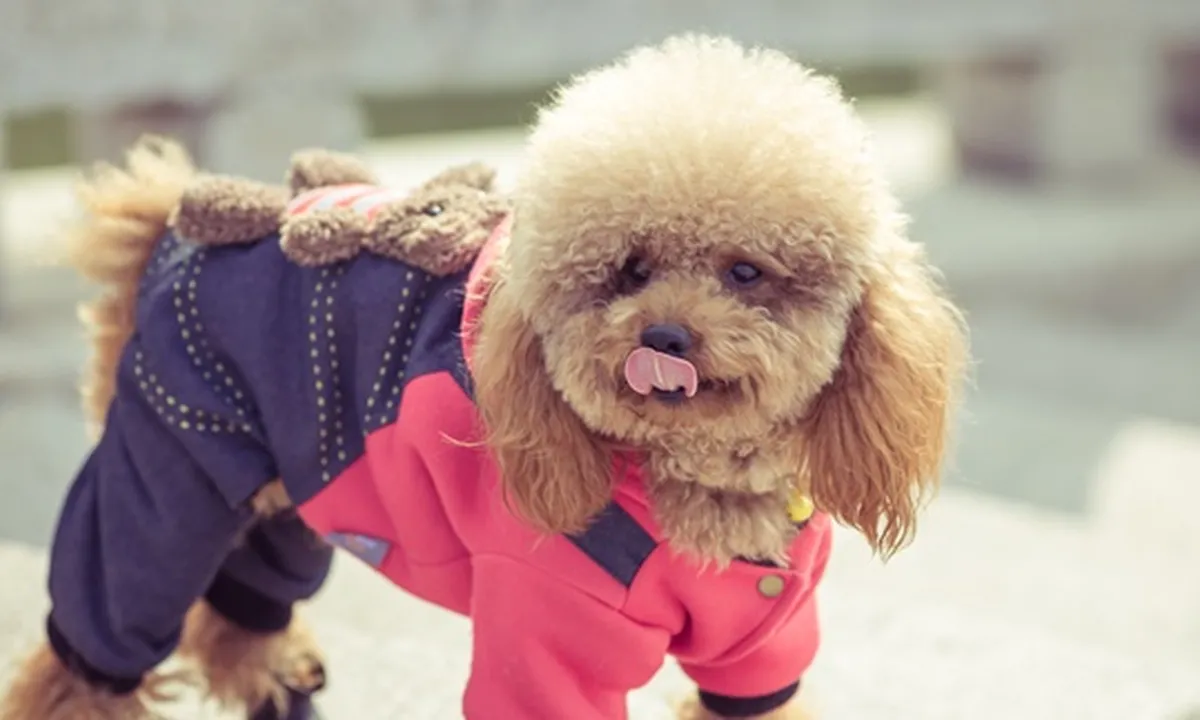 8 Jenis Anjing Kecil yang Menggemaskan, Cocok Jadi Teman Bermain