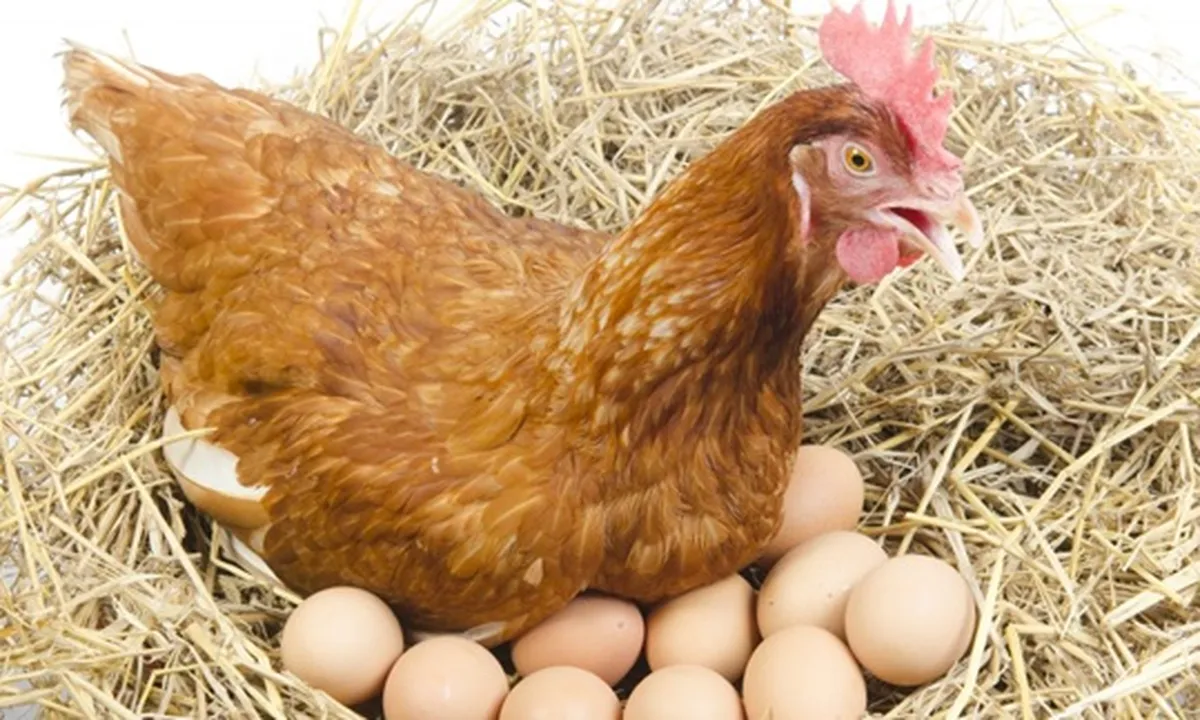 8 Jenis Ayam Petelur Paling Berkualitas, Favorit Bagi Peternak