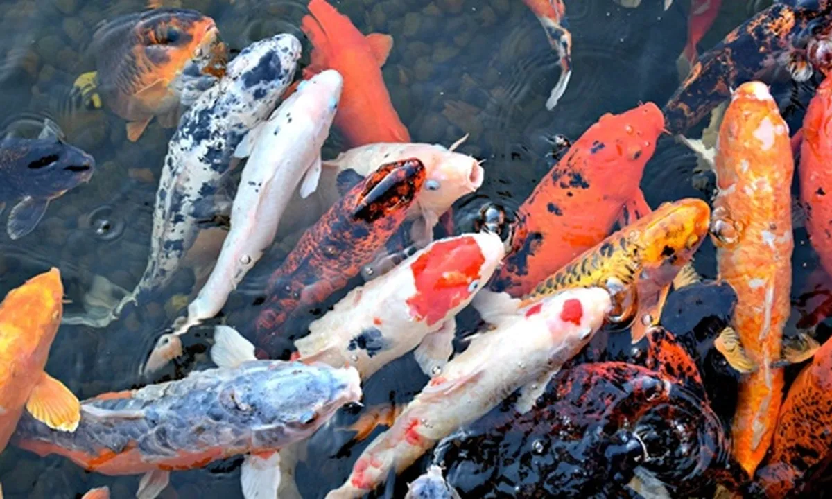 8 Jenis Ikan Koi dengan Variasi Corak, Kenali Harga dan Cara Merawatnya