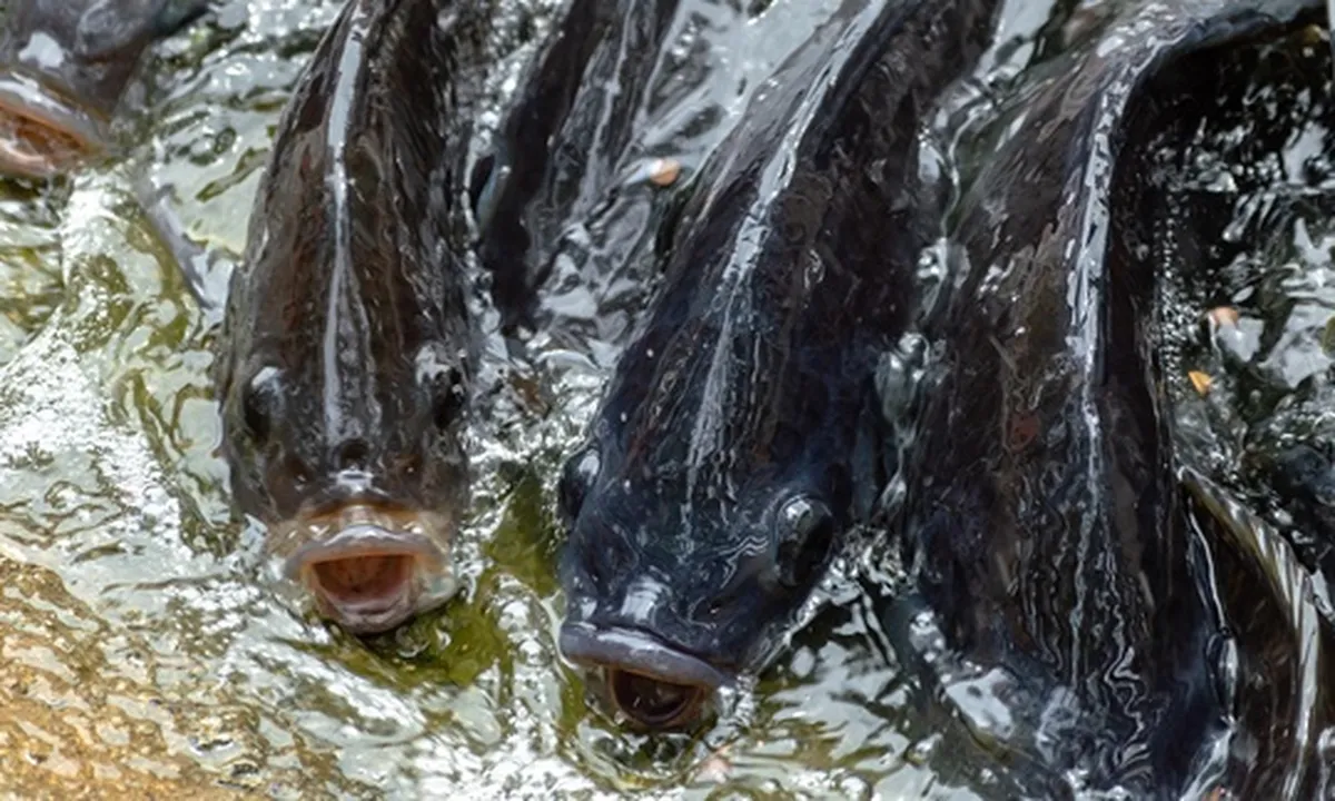 8 Jenis Ikan Nila Kualitas Terbaik yang Banyak Dibudidayakan di Indonesia