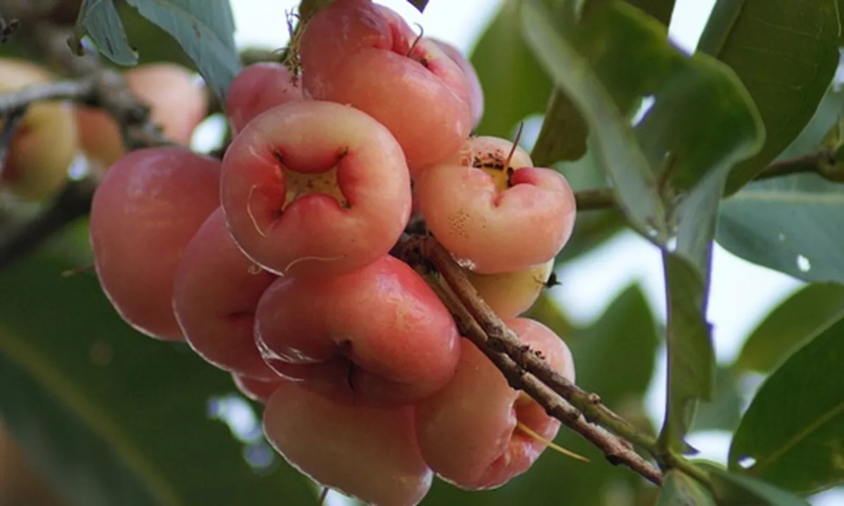 8 Jenis Jambu Air Paling Manis dan Menyegarkan, Kenali Keunggulannya!