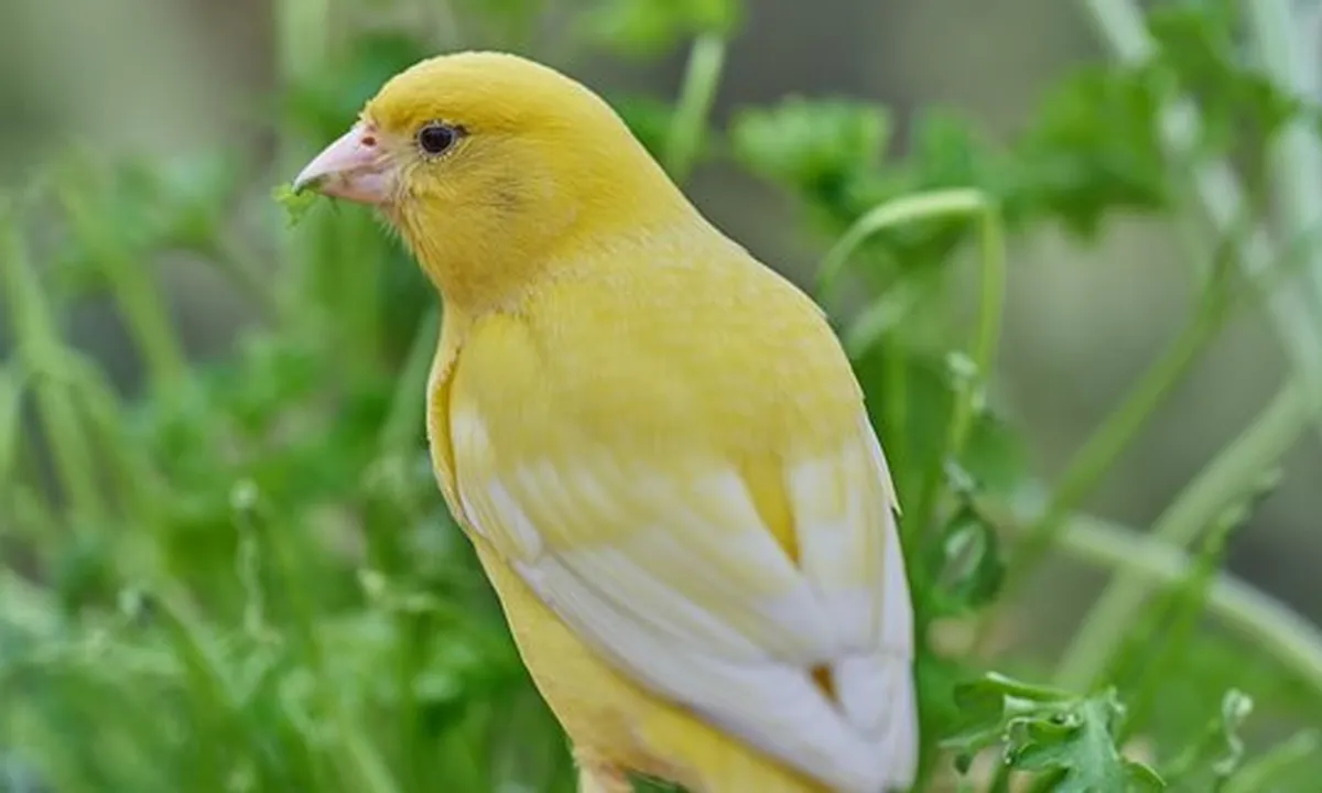 8 Jenis jenis burung kenari Paling Populer, Kenali Ciri Fisiknya