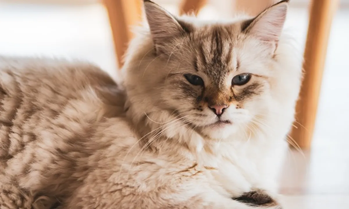8 Jenis Kucing Terunik di Dunia, Bikin Gemas Maksimal