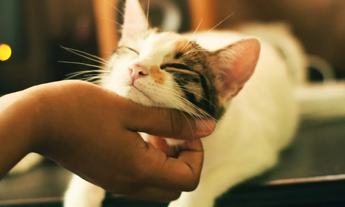 8 Jenis Kucing Pembawa Rezeki Menurut Primbon Jawa, Dipercaya Bawa Hoki - Simak Ciri-cirinya