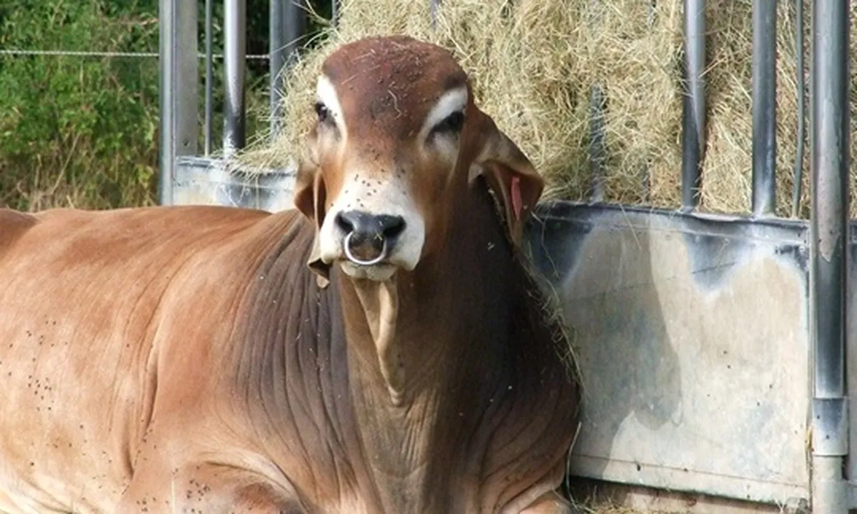 8 Jenis Sapi Potong dengan Kualitas Daging Terbaik