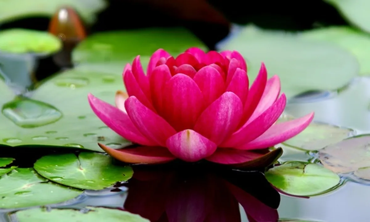 8 Jenis Tanaman Air untuk Hiasan Kolam yang Mudah Dipelihara