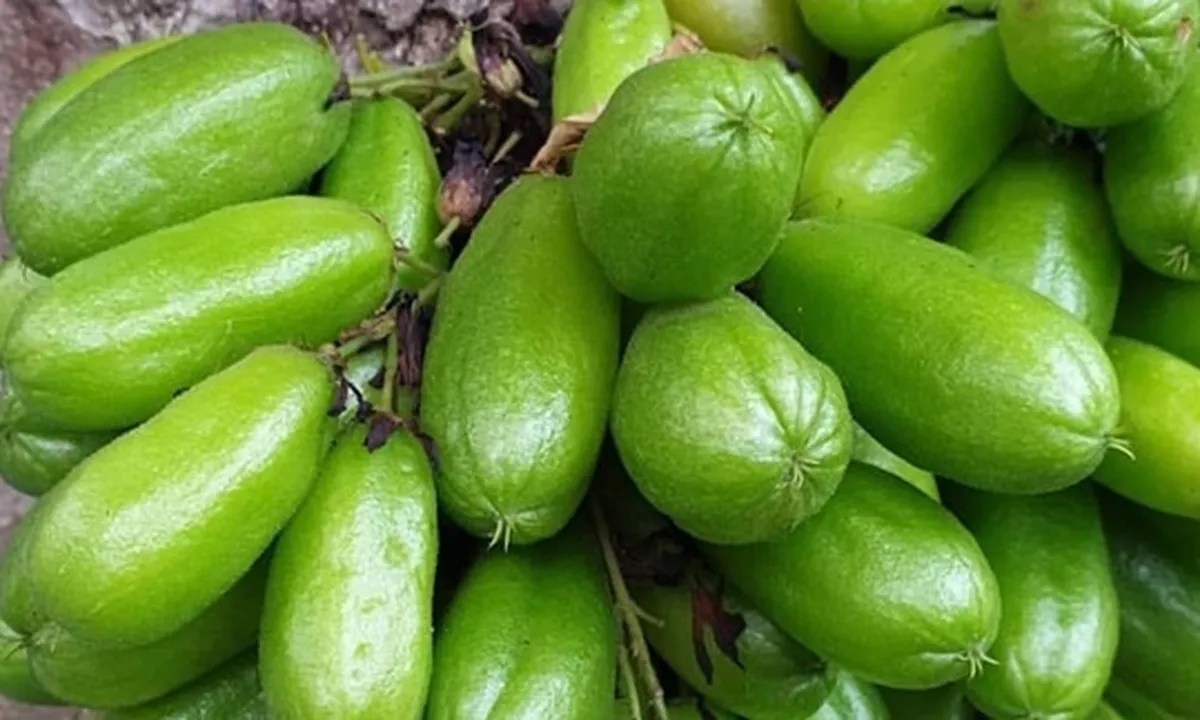 8 Manfaat Belimbing Wuluh Bagi Kesehatan, Mengobati Alergi - Mengatasi Wasir