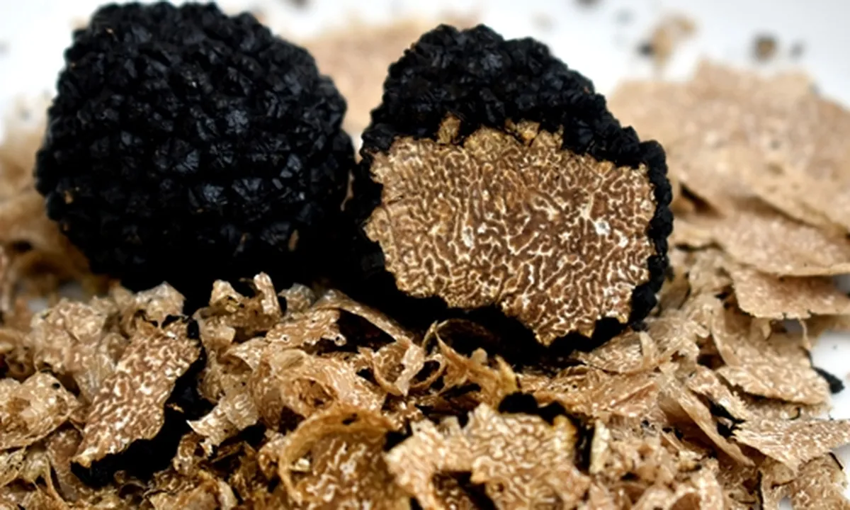 8 Manfaat Jamur Truffle, Harga Selangit Tapi Sembuhkan Macam Penyakit