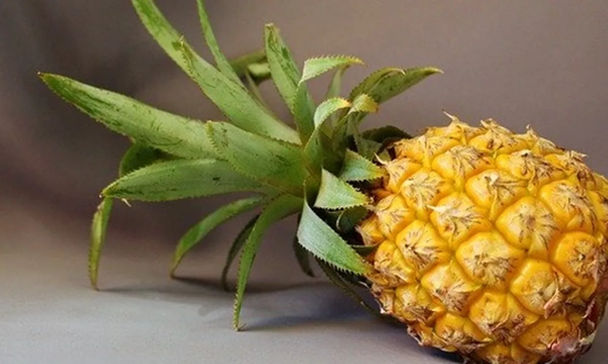 8 Manfaat Nanas untuk Kesehatan dan Kecantikan, Bisa Cegah Jerawat - Kanker