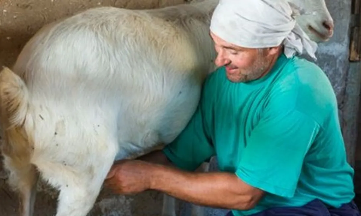8 Manfaat Susu Kambing Bagi Kesehatan, Khasiatnya Tak Kalah dengan Susu Sapi