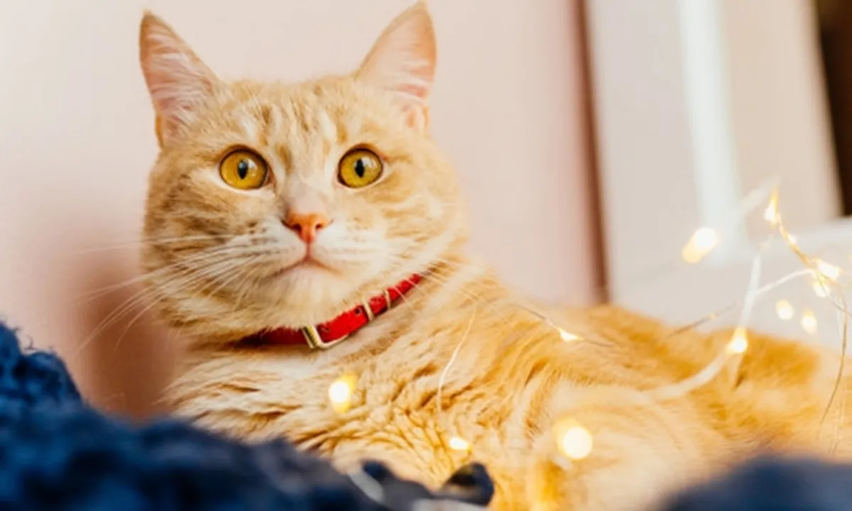 200 Rekomendasi Nama Kucing Lucu, Bagus dan Unik Beserta dengan Artinya