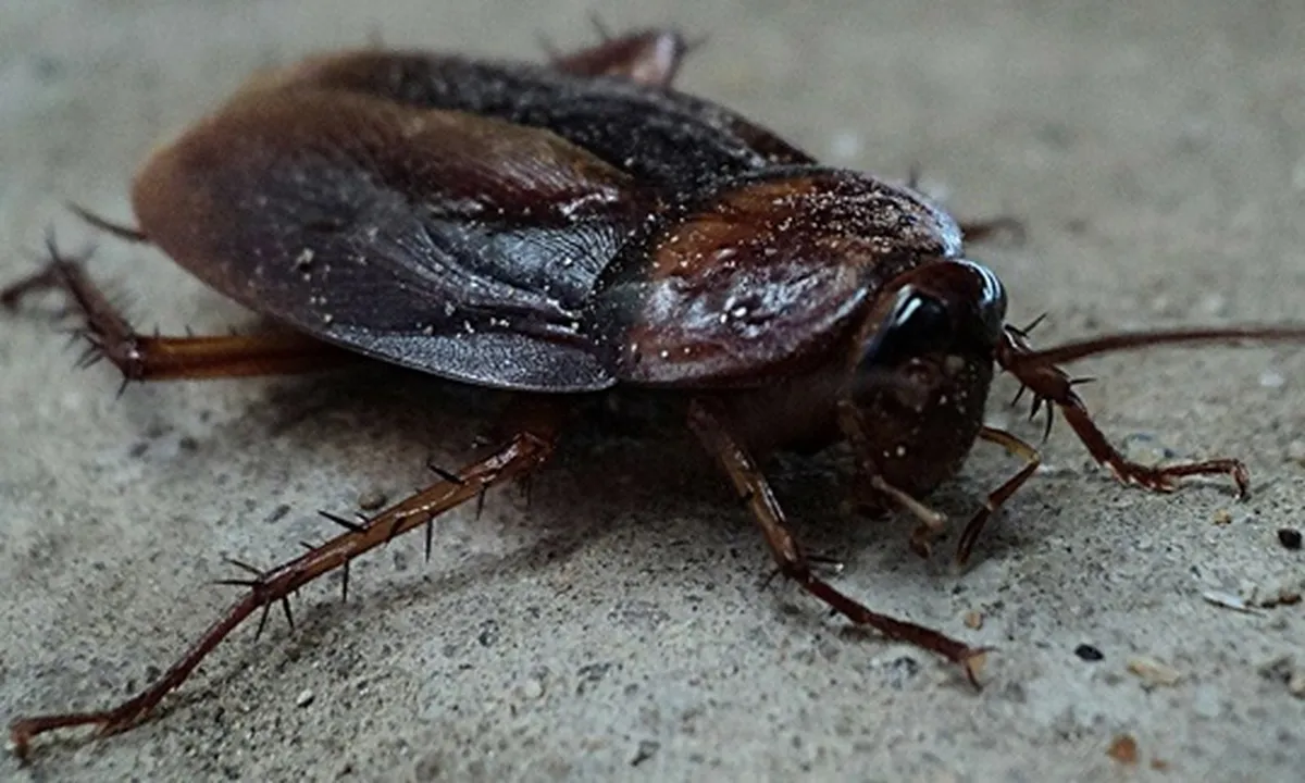 9 Cara Mengusir Kecoa di Rumah dengan Mudah dan Ampuh, Agar Hidup Lebih Sehat