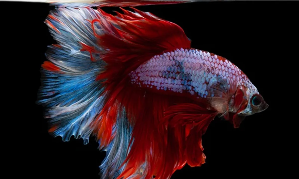 9 Jenis Ikan Cupang Hias, Jadi Aduan yang Paling Banyak Dicari