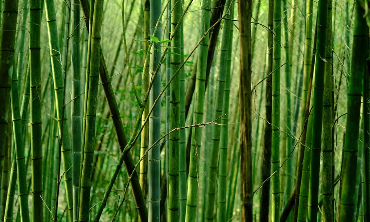 9 Mitos Pohon Bambu Menurut Primbon Jawa, Diyakini Tanaman Pembawa Keberuntungan