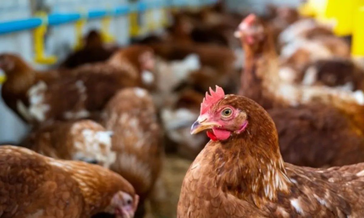 Adab dan Niat Menyembelih Ayam Beserta Penjelasannya dalam Islam