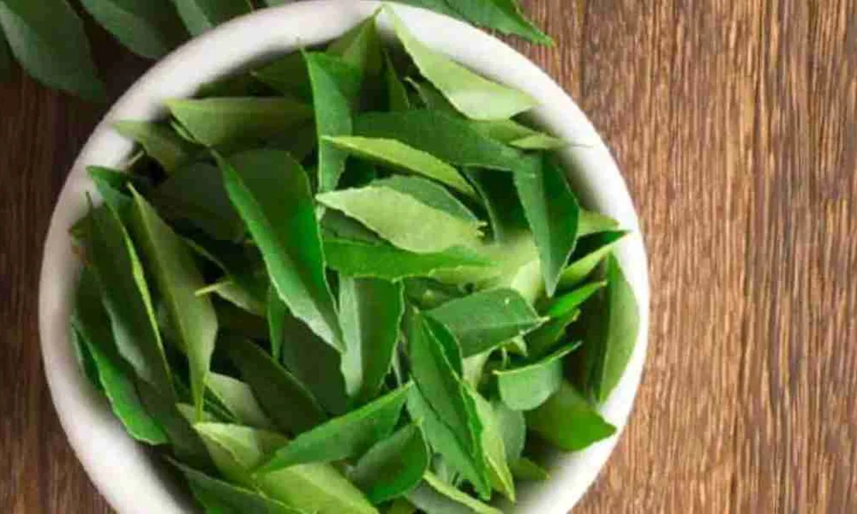 Agar Tak Mudah Kering, Begini Cara Menyimpan Daun Jeruk dan Salam di Rumah