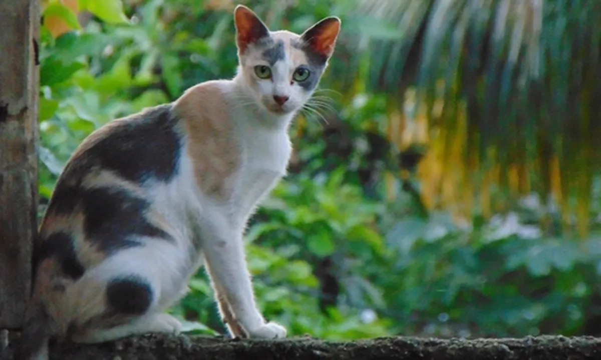 Ampuh! Begini 7 Cara Mengusir Kucing Liar Tanpa Melukai, Bisa Pakai Kulit Jeruk