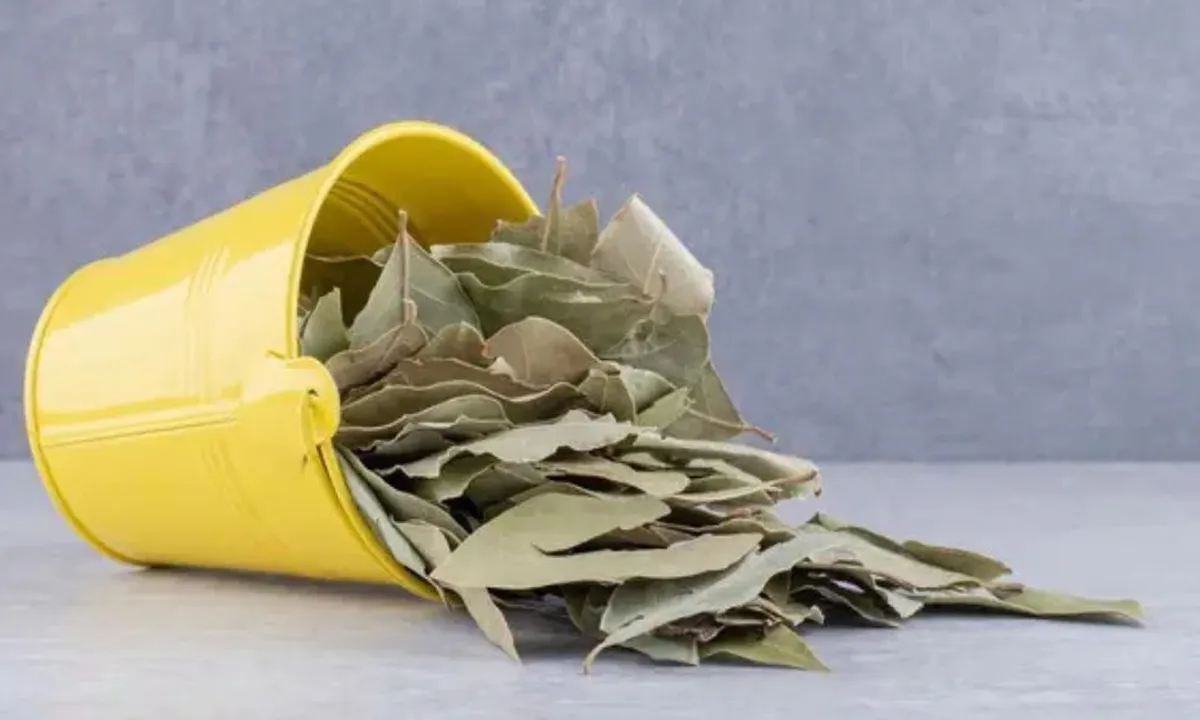 Ampuh! Ini Daun Herbal yang Mampu Kendalikan Gula Darah