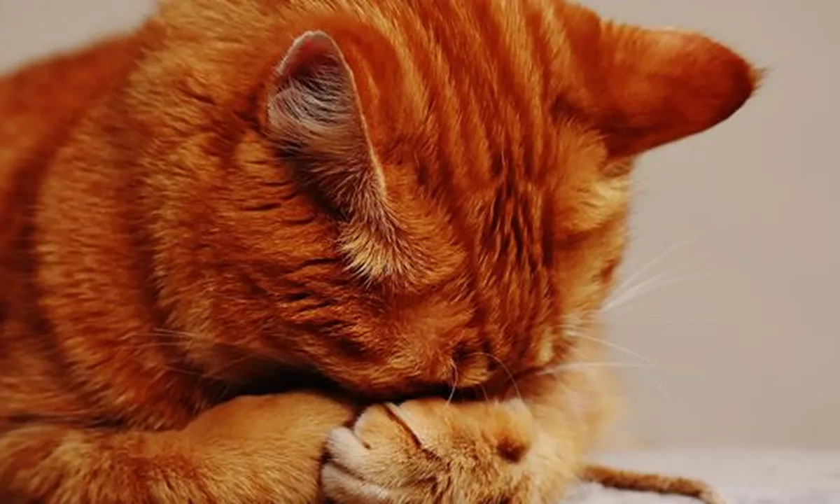 Apa Arti Cute Beserta Ungkapan Gemas Lainnya