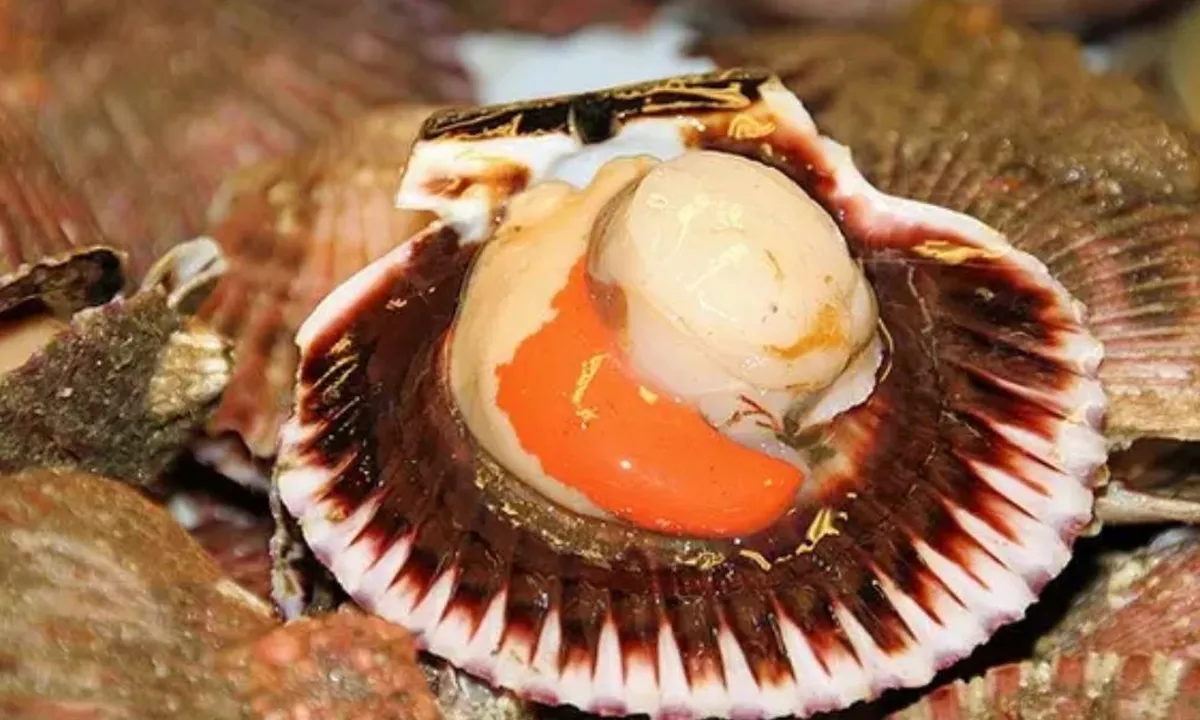 Apakah Kerang Dara Berbahaya Dikonsumsi? Berikut Fakta dan Penjelasannya