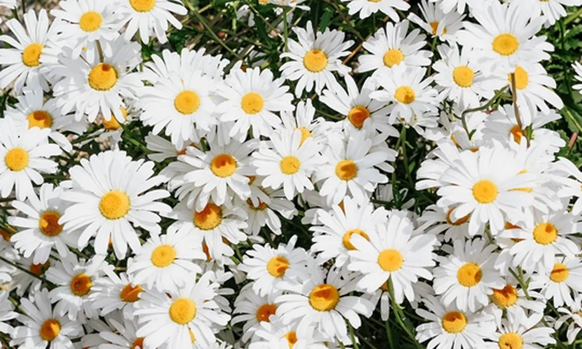 Arti Bunga Daisy Berdasarkan Warna dan Menurut Kepercayaan, Ketahui Juga Asal Mula Penamaannya