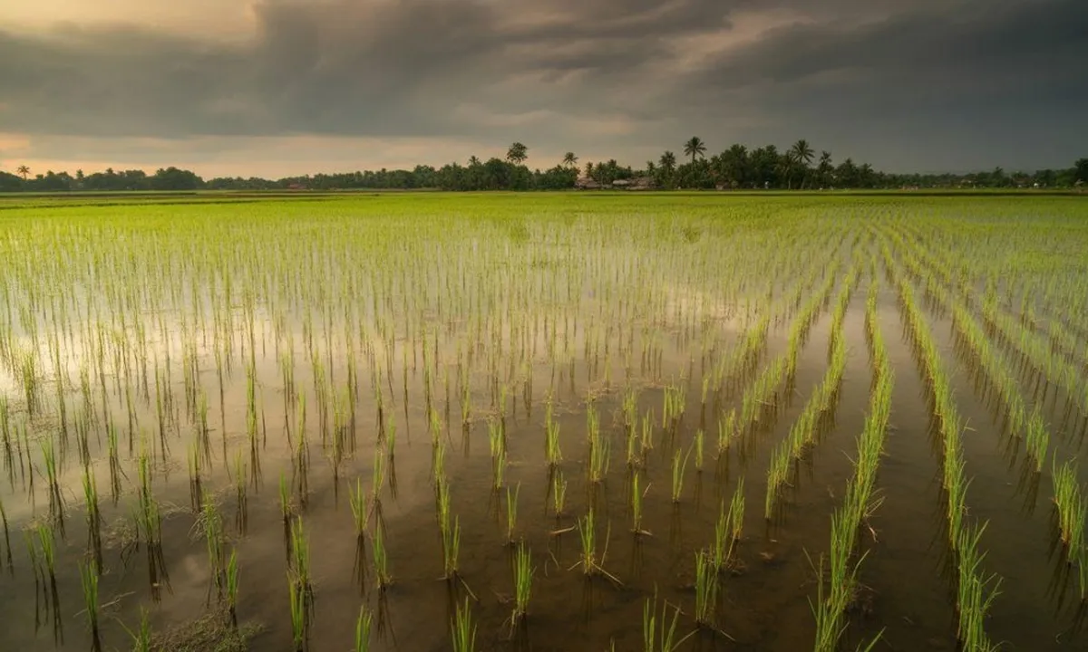 Arti Mimpi Banjir di Sawah: Pertanda Baik atau Buruk?