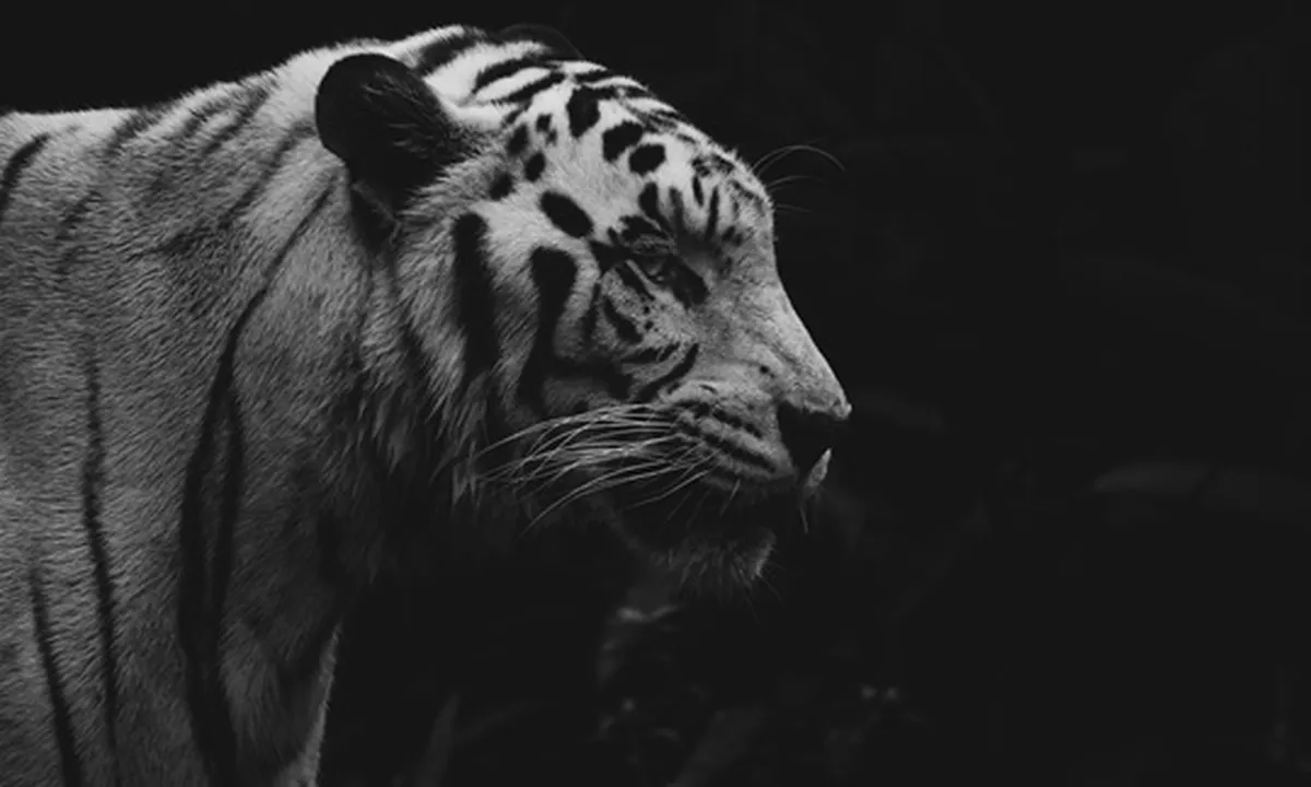 13 Arti Mimpi Dikejar Harimau dalam Berbagai Pandangan, Ada Pesan Baik dan Sebuah Peringatan