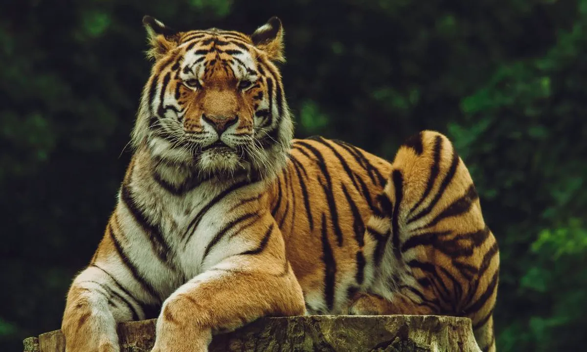 Arti Mimpi Harimau: Simbol Kekuatan dan Transformasi
