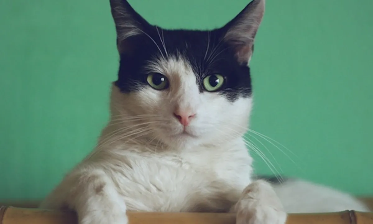 Arti Mimpi Kucing yang Sering Bikin Penasaran, Jadi Sebuah Pertanda Tentang Masa Depan