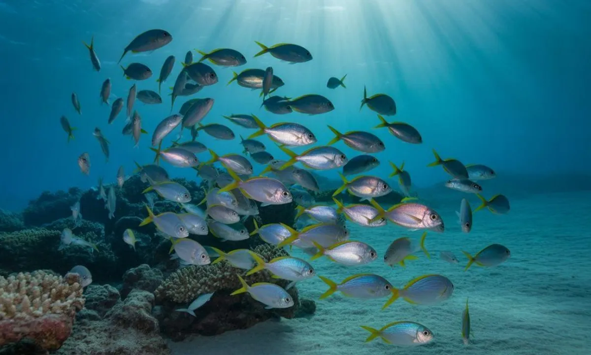 Arti Mimpi Melihat Banyak Ikan Kecil di Air Jernih