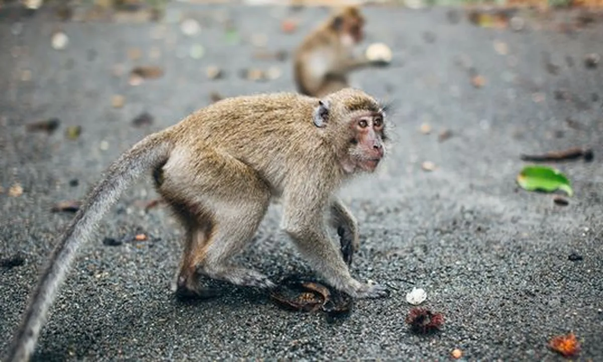 Arti Mimpi Monyet, Hati-Hati Pertanda Pengkhianatan Orang Terdekat