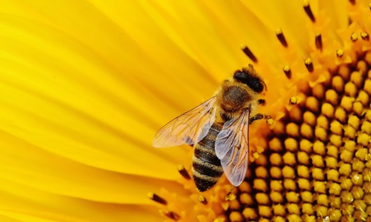 Arti My Bee Sebagai Panggilan Sayang, Ketahui Pula Daftar Sapaan Lainnya
