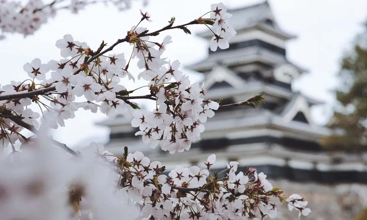 Bahasa Resmi Jepang adalah Nihongo, Berikut Pengertian dan Sejarahnya