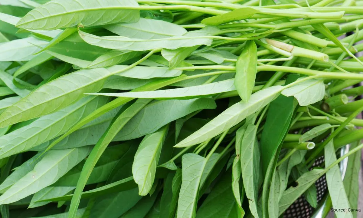 Baking Soda untuk Membersihkan Kangkung? Begini Caranya yang Efektif