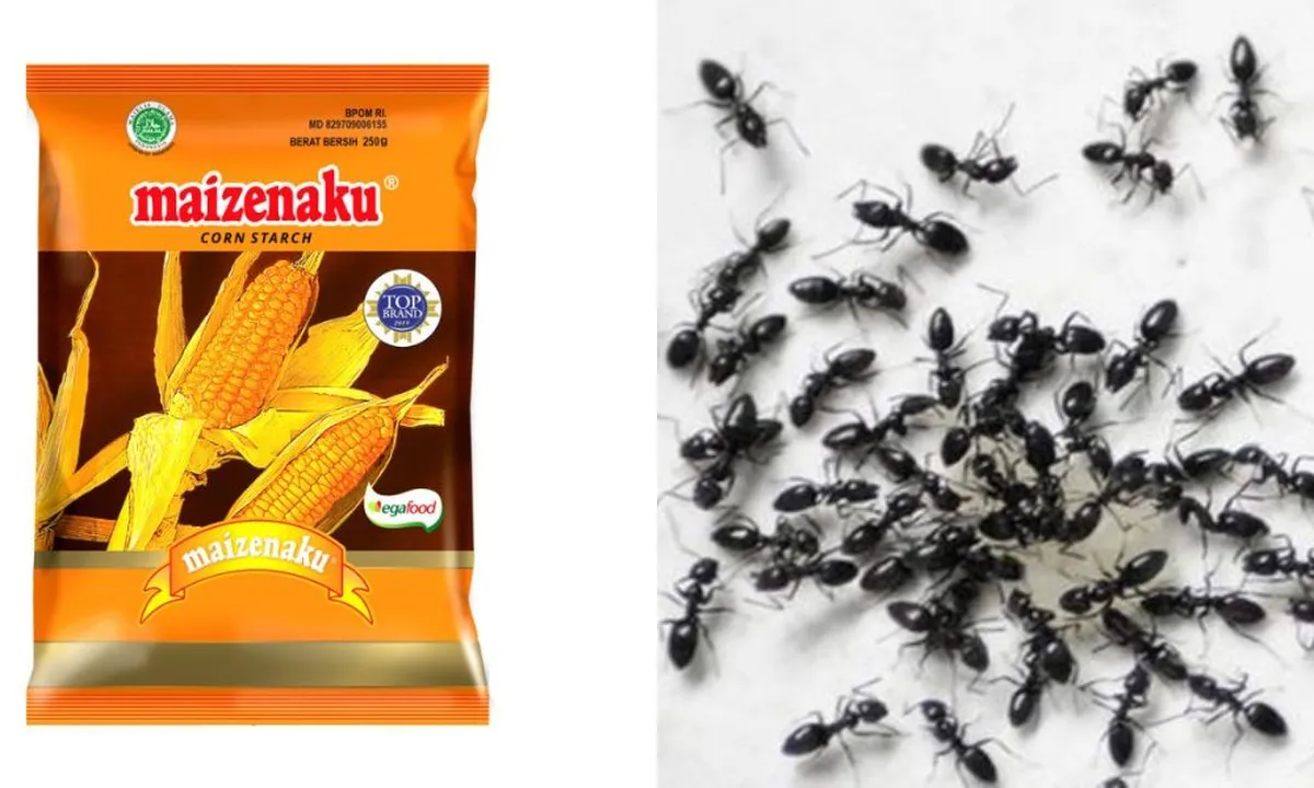 Basmi Semut yang Masuk Rumah Hanya dengan 1 Bahan Dapur Ini