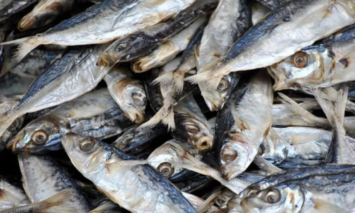 Begini Cara Aman Menyantap Ikan Bebas Formalin di Rumah