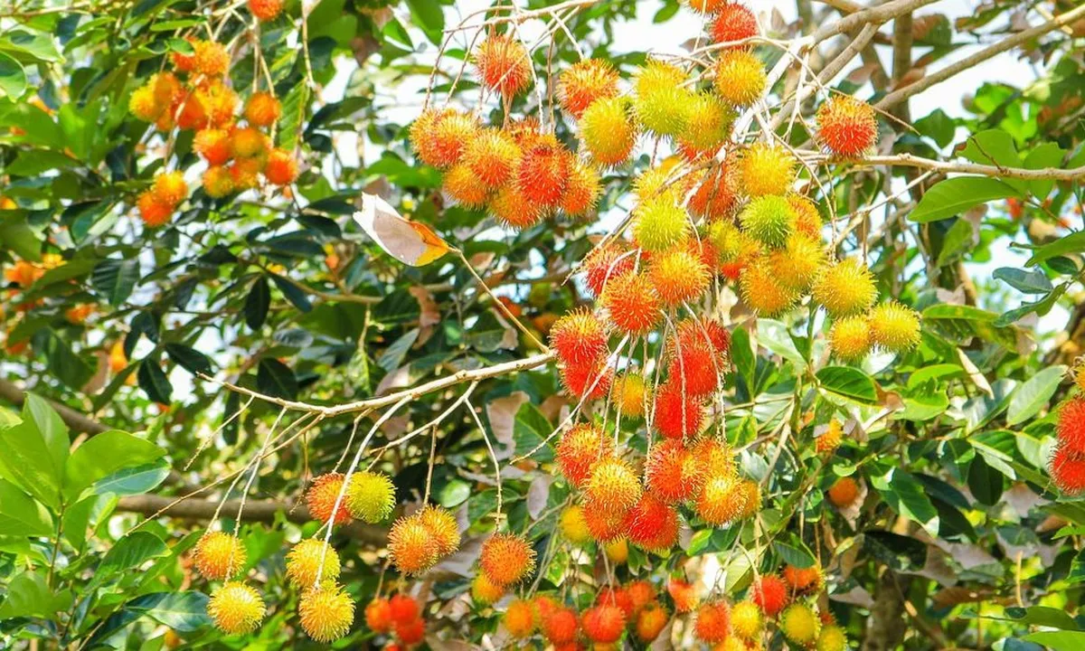 Begini Cara Merebus Daun Rambutan untuk Mengatasi Diare dan Sakit Kepala