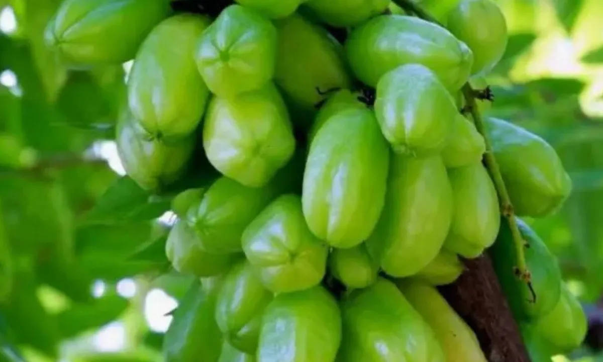 Belimbing Wuluh, Rahasia Tersembunyi Buah Asam yang Ampuh Turunkan Kolesterol!